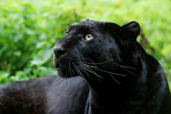 Qual a classificação da pantera negra?