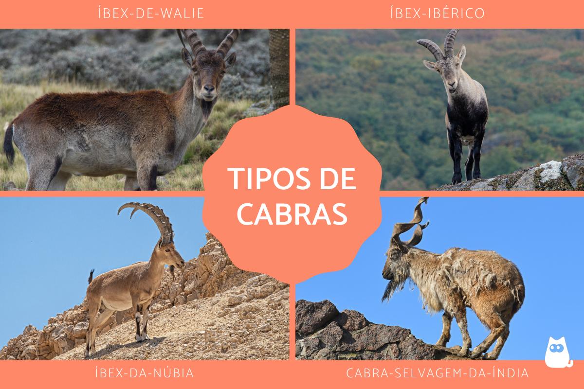 Tipos de cabras