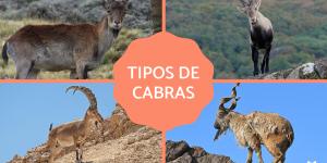 Tipos de cabras