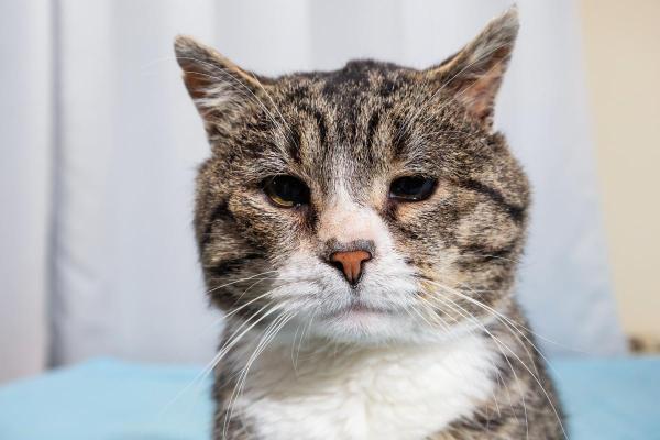 Gato magro quando está idoso: causas e o que fazer - 1. Doença renal crônica