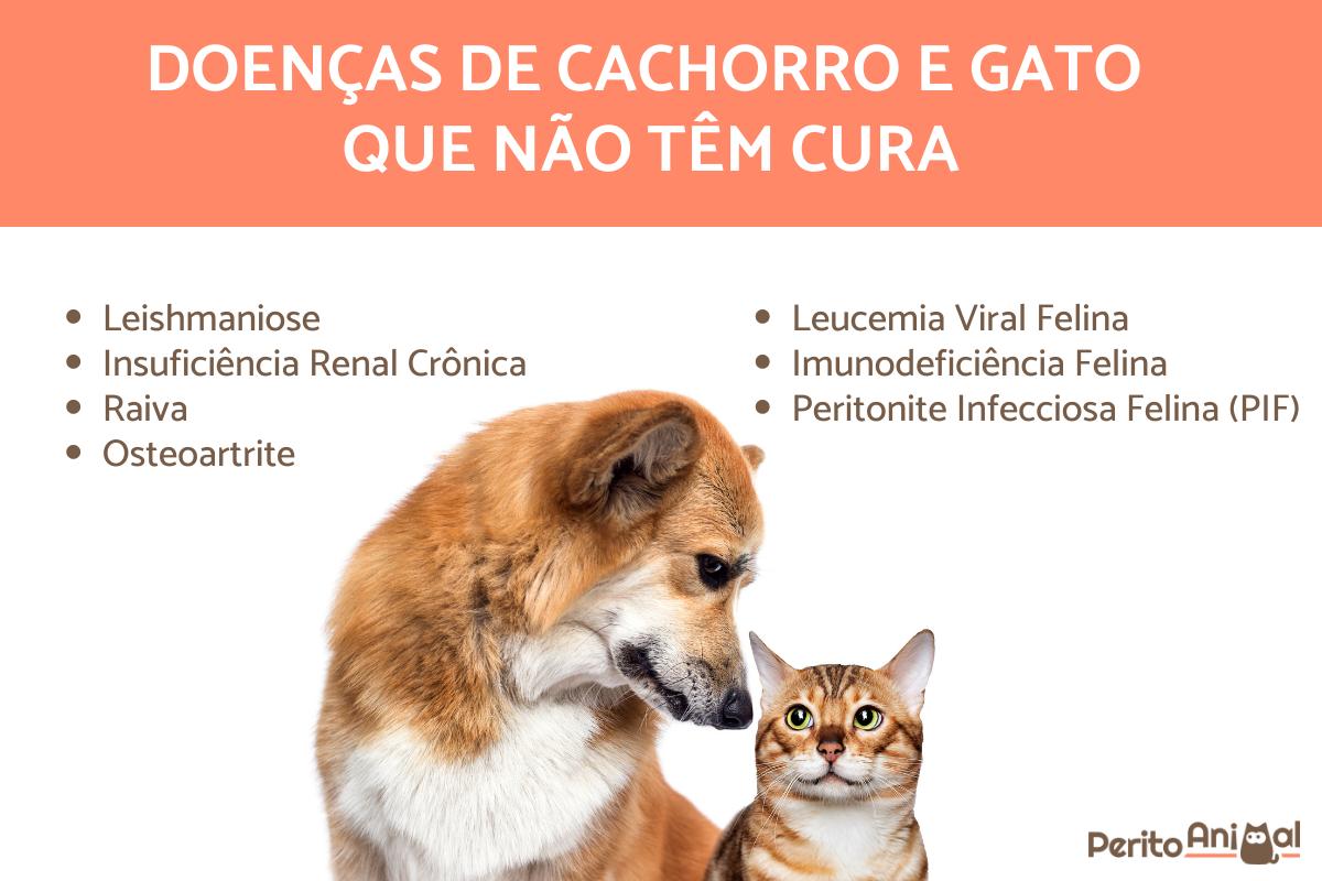 Doenças de cachorro e gato que não têm cura