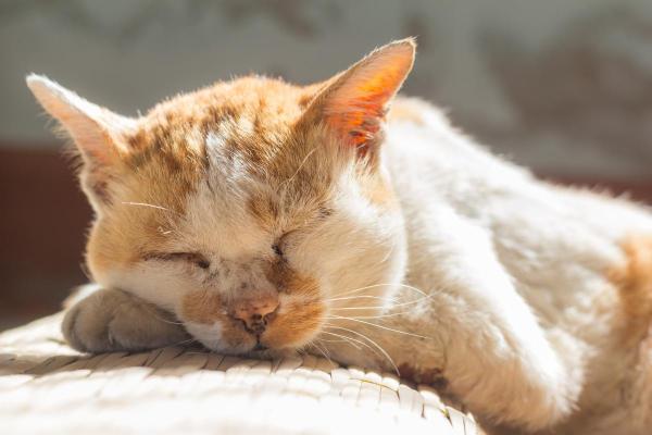 Gato magro quando está idoso: causas e o que fazer