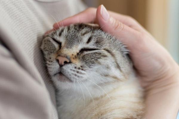 Gato se despede quando está morrendo? - Como lidar com a despedida de um gato?