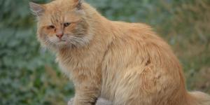 Gato se despede quando está morrendo?