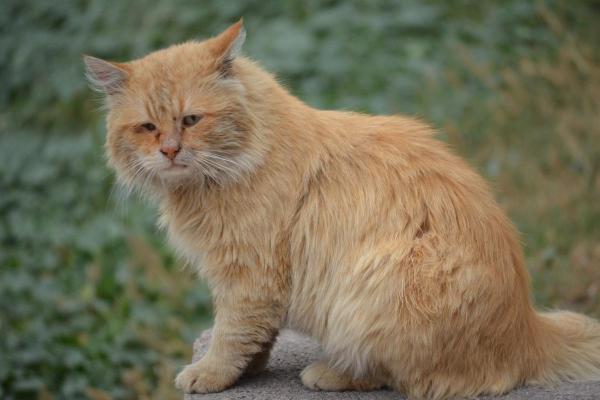 Gato se despede quando está morrendo?