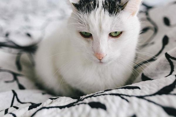 Gato se despede quando está morrendo? - Os gatos realmente se despedem antes de morrer?