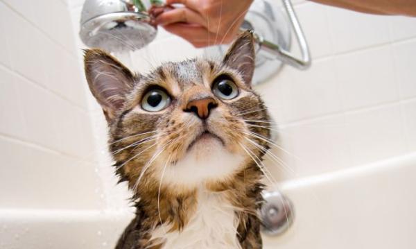 Cuidar de um gato em 10 passos - 10. O banho do gato