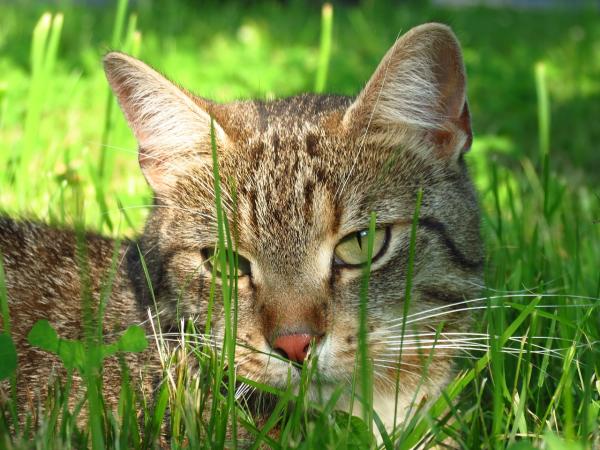 Cuidar de um gato em 10 passos - 1. Vacinas e consultas veterinárias