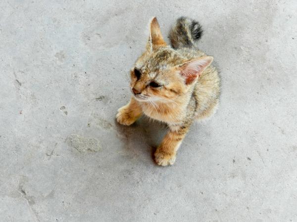 Cuidar de um gato em 10 passos - 2. Educação