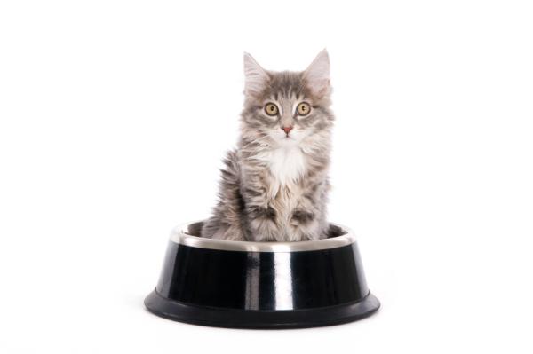 Cuidar de um gato em 10 passos - 4. A alimentação do gato