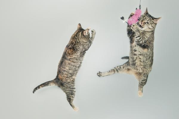 Cuidar de um gato em 10 passos - 5. Jogos