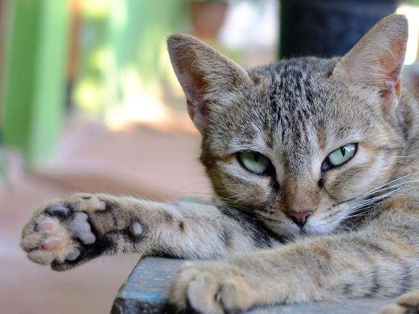 Cuidar de um gato em 10 passos - 8. As unhas