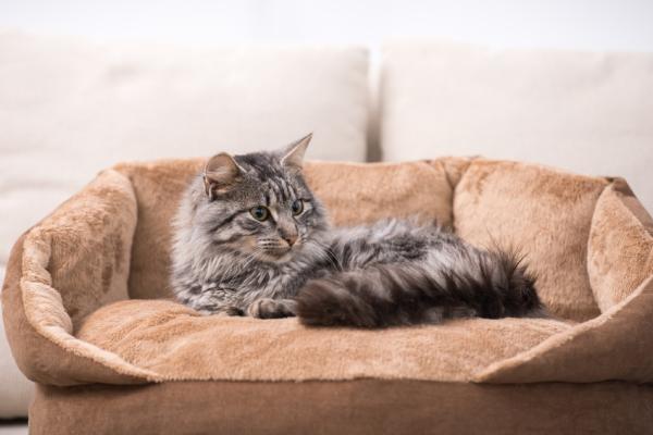 Cuidar de um gato em 10 passos - 9. A cama do gato