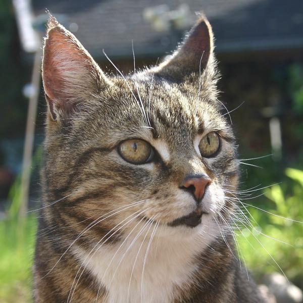 Cuidar de um gato em 10 passos