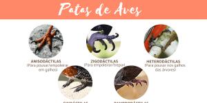 Tipos de patas de aves