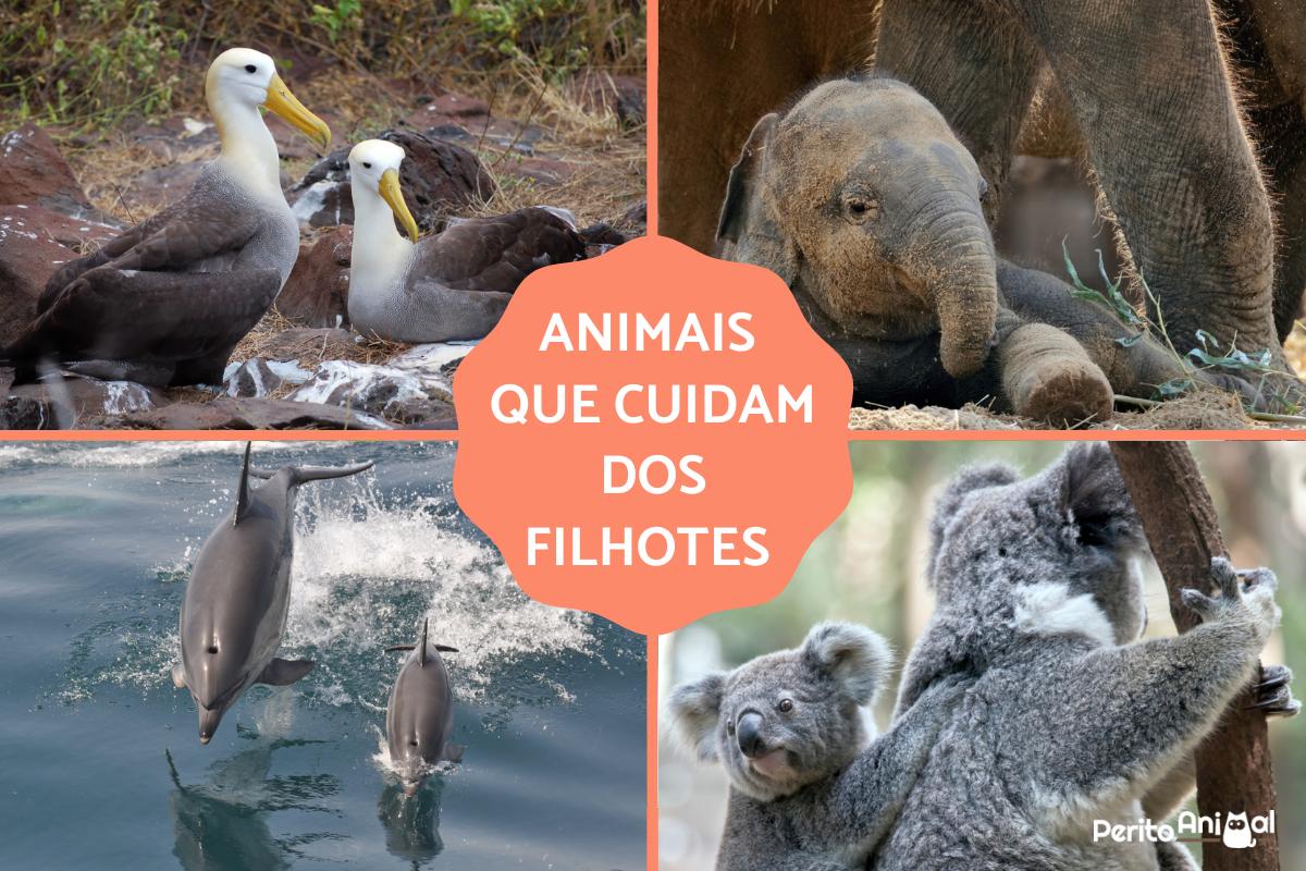 Animais que cuidam dos filhotes