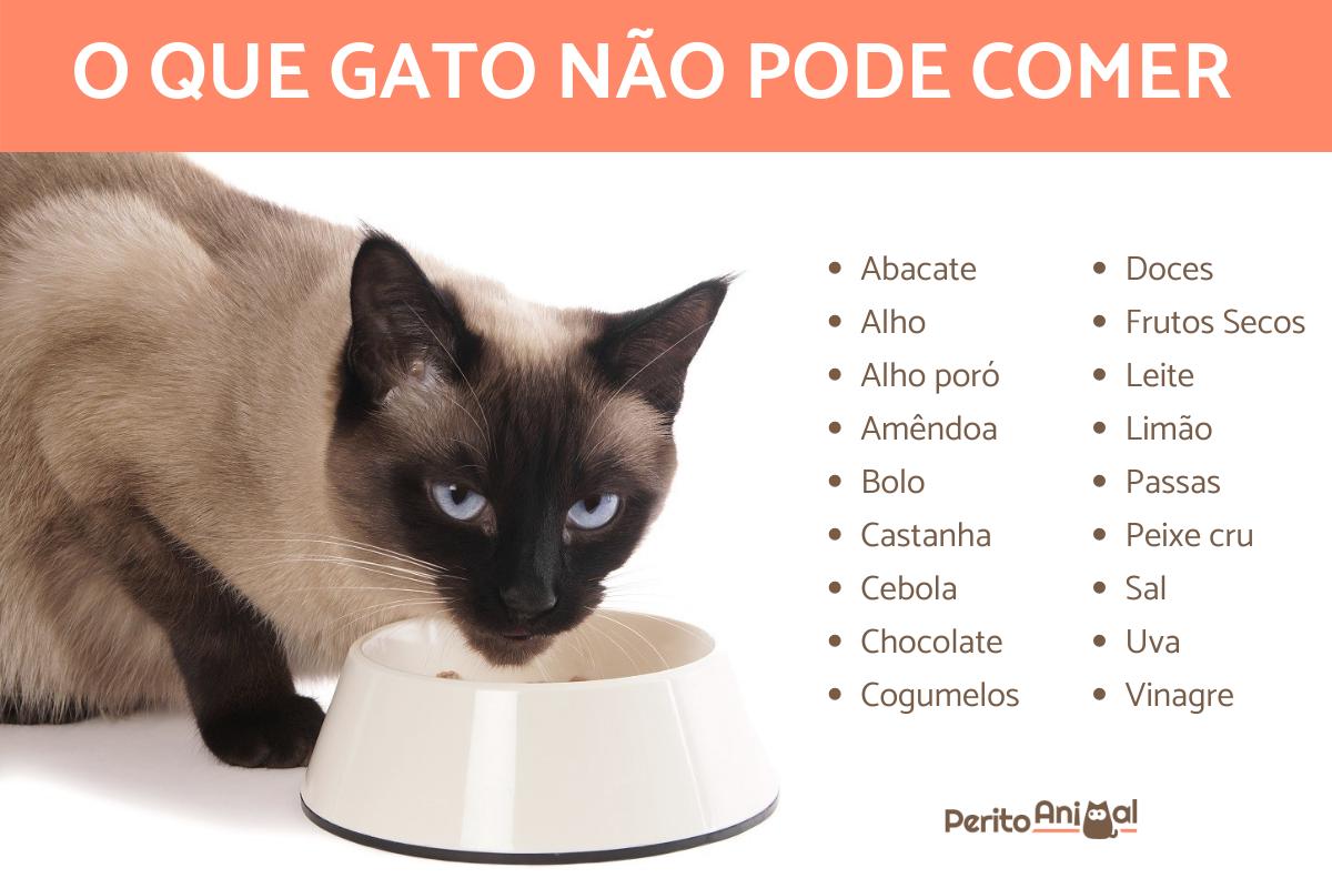 Alimentos proibidos para gatos