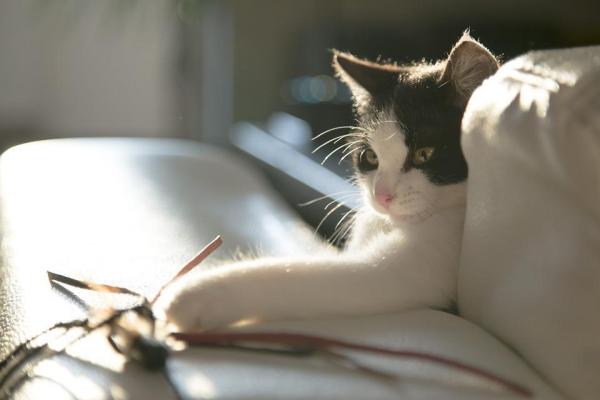 Quantos dias posso deixar o meu gato sozinho em casa? - Quanto tempo um gato pode ficar sozinho?