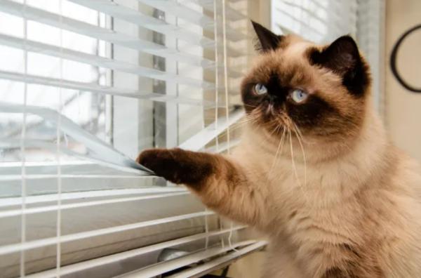 Quantos dias posso deixar o meu gato sozinho em casa?