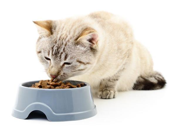 Benefícios do azeite de oliva para os gatos - Adoramos o azeite de oliva!