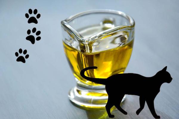 Benefícios do azeite de oliva para os gatos