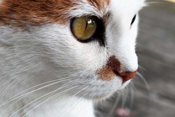 Benefícios do azeite de oliva para os gatos - Como dar azeite de oliva ao seu gato?