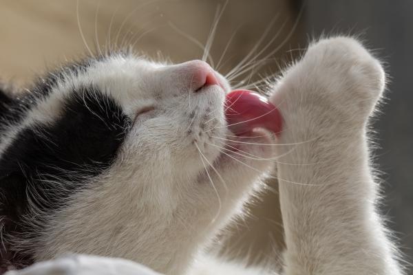 Sprays cicatrizantes para feridas em gatos - Melhores opções - Como tratar um gato com ferida aberta?