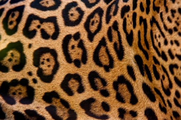 Tipos de onça-pintada - Onça da América Central