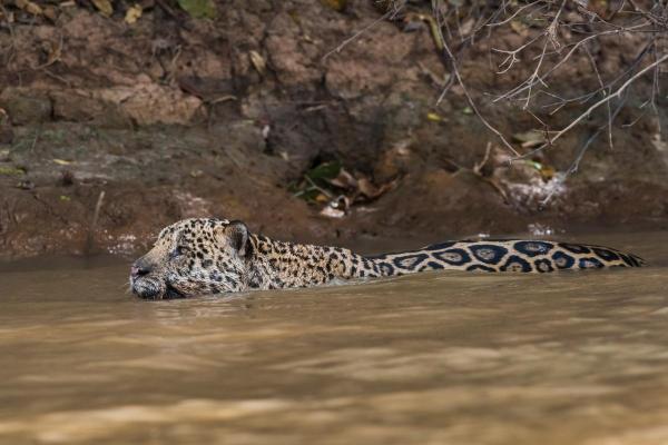 Tipos de onça-pintada - Onça da selva amazônica