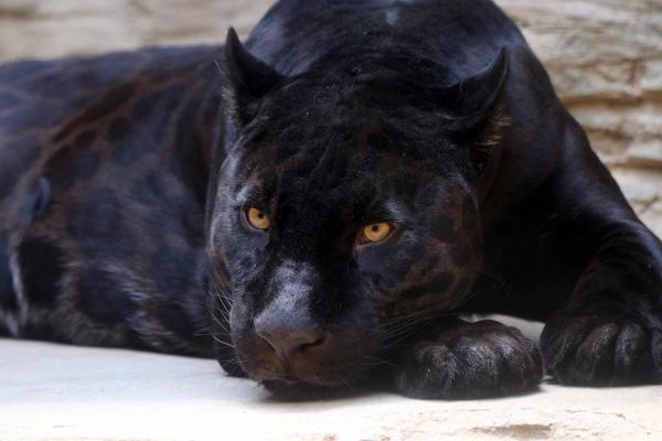 Tipos de onça-pintada - Onça negra ou pantera negra