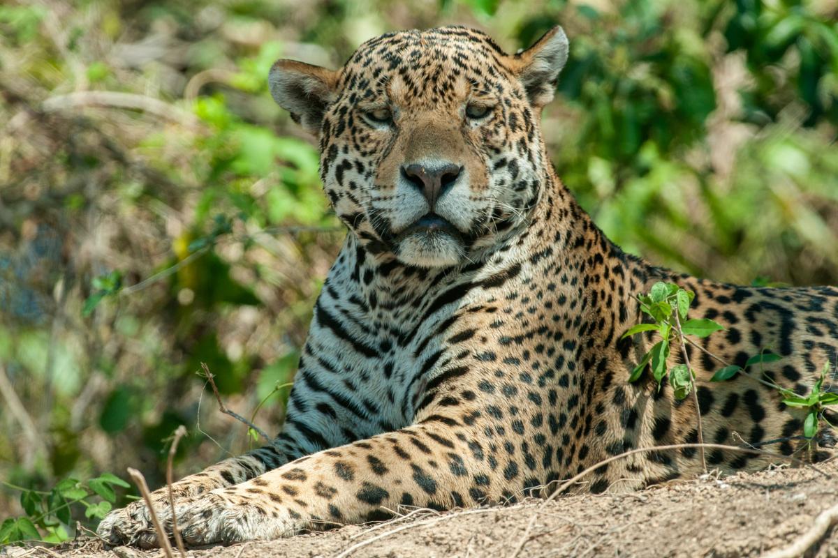 Tipos de onça-pintada