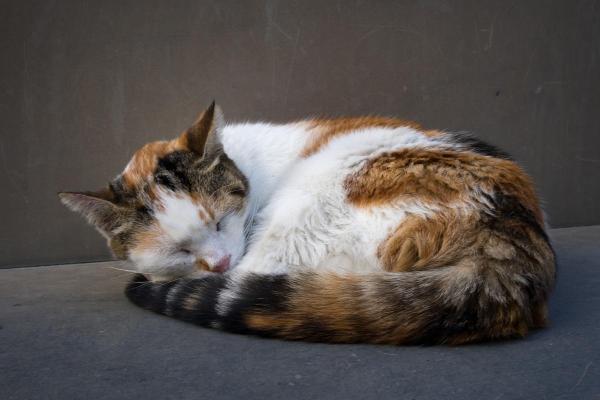 Por que meu gato dorme na minha cama? - 1. Por conforto