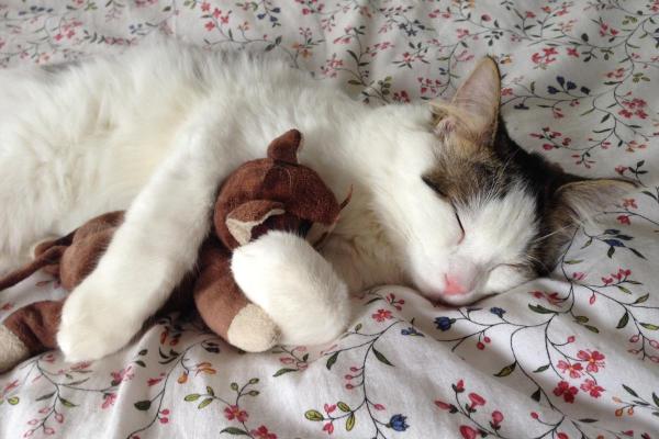 Por que meu gato dorme na minha cama? - 3. Pela temperatura