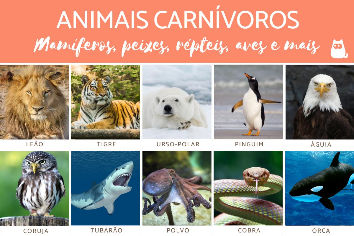 Animais carnívoros - Exemplos e curiosidades