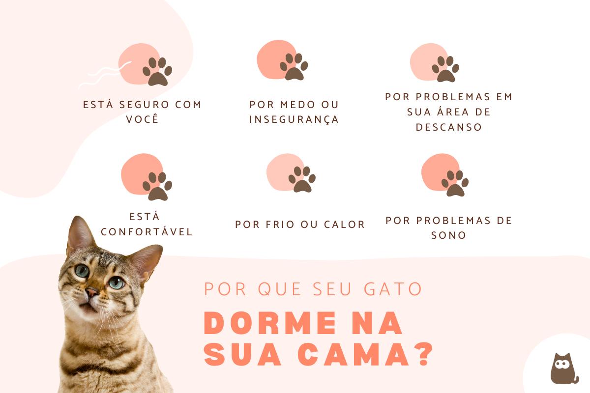 Por que meu gato dorme na minha cama?