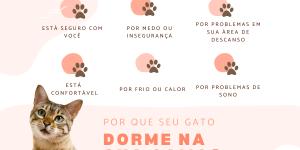 Por que meu gato dorme na minha cama?