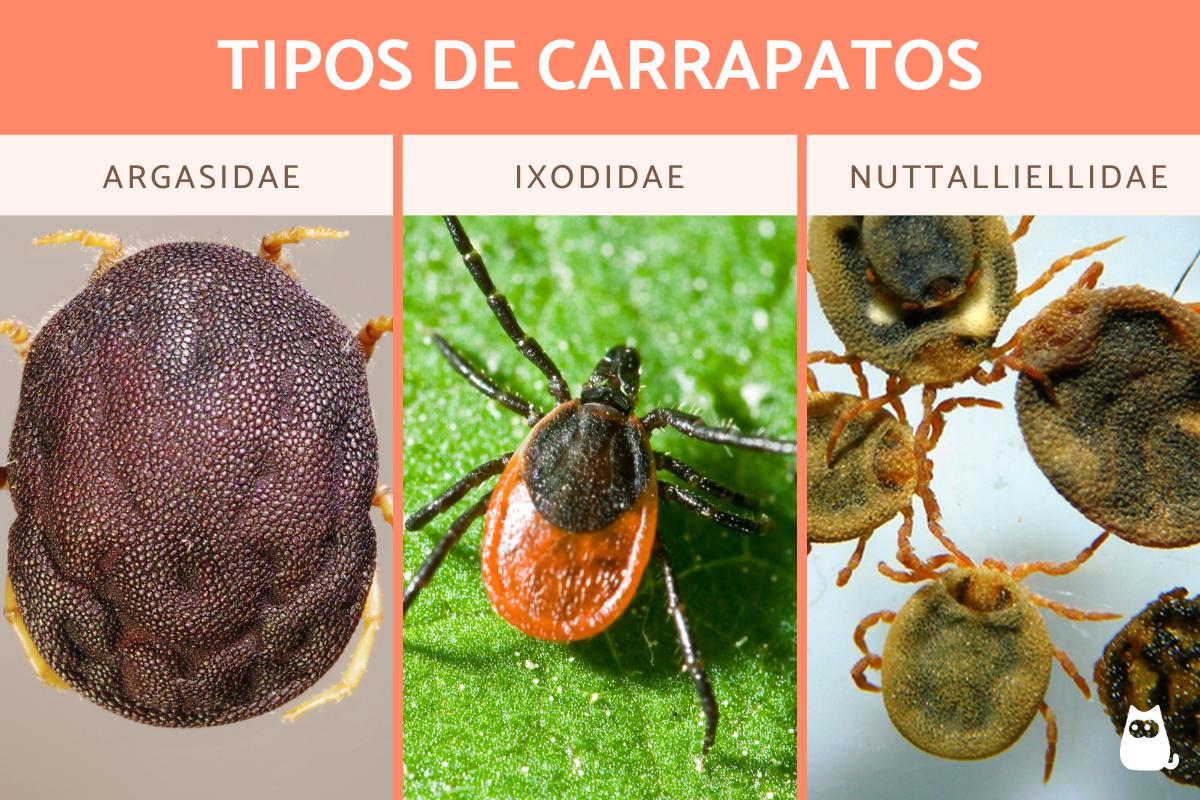 Tipos de carrapatos