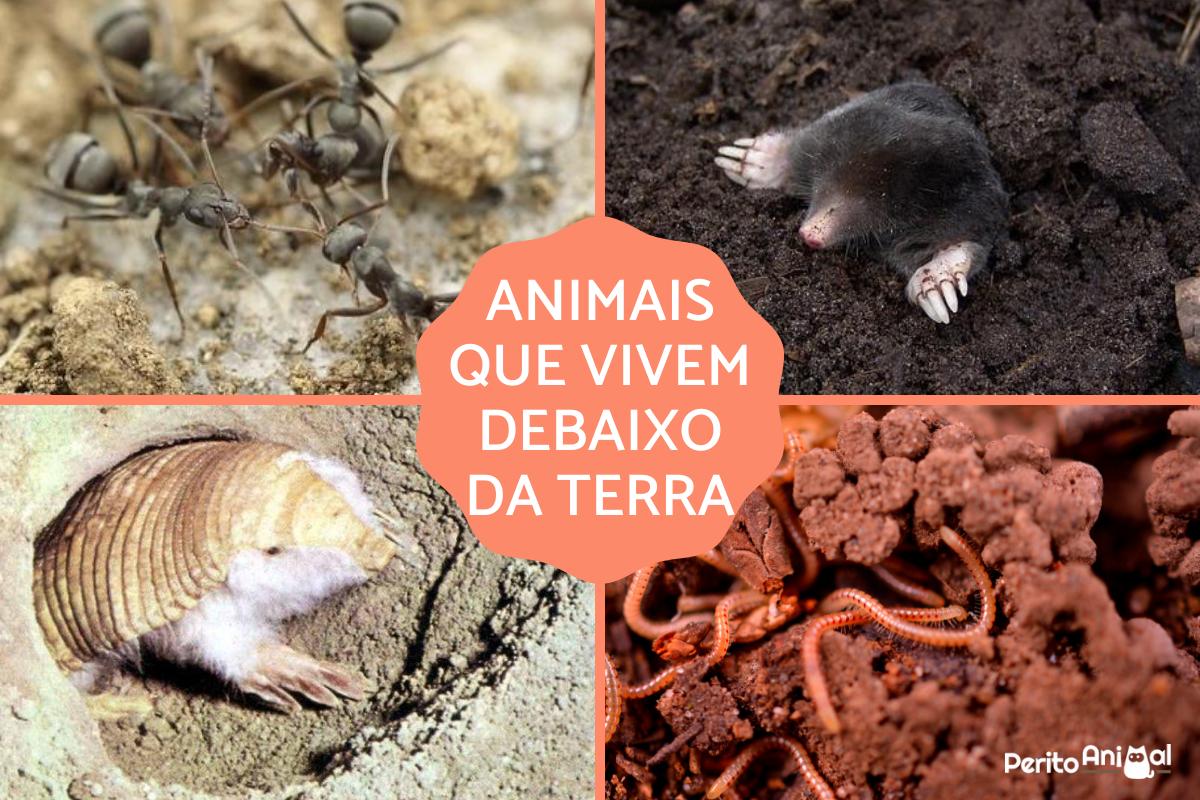 Animais que vivem debaixo da terra