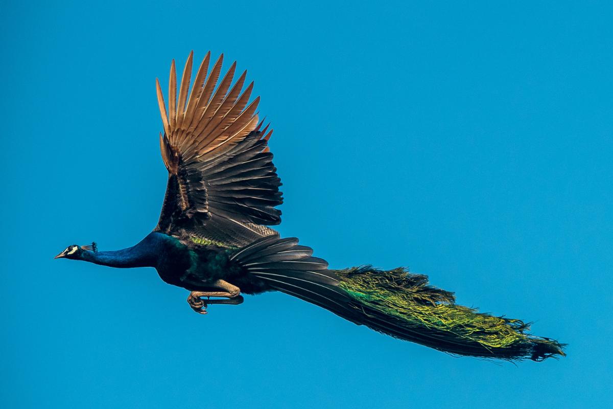 Pavão voa?
