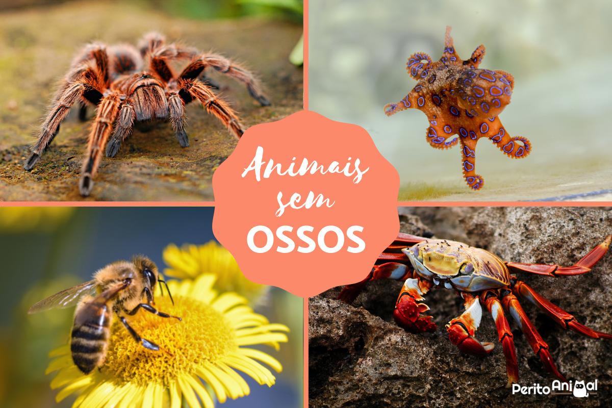 Animais que não têm ossos