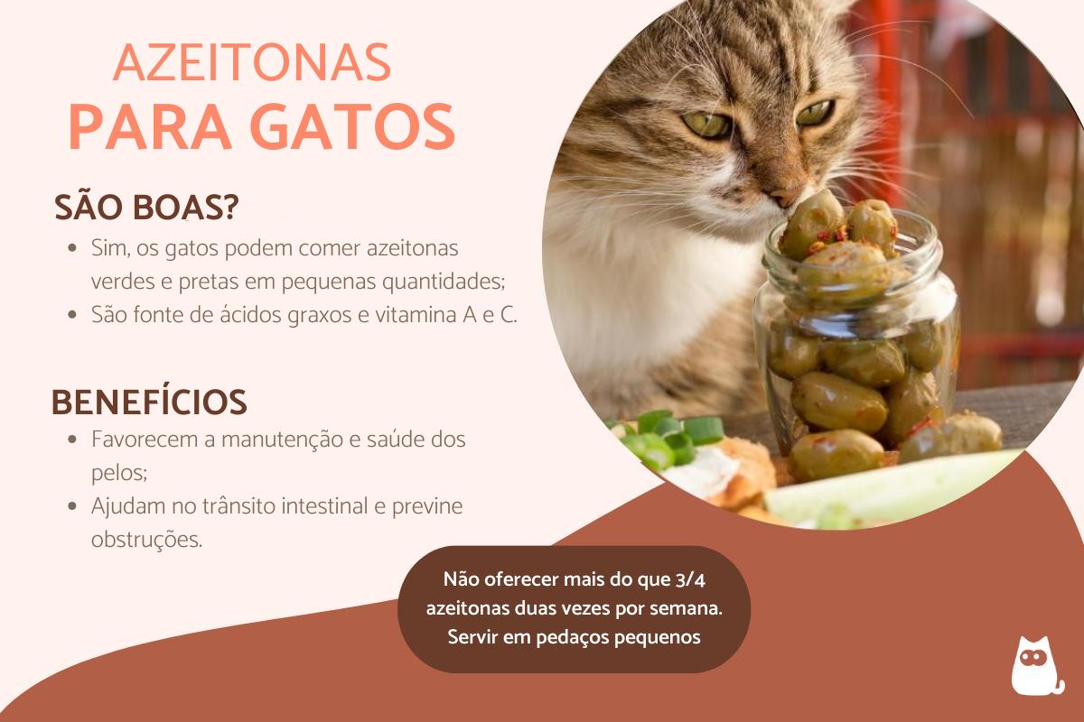 Gato pode comer azeitona?