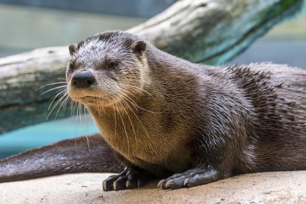 Tipos de lontras - Lontra fluvial norte-americana (Lontra canadensis)