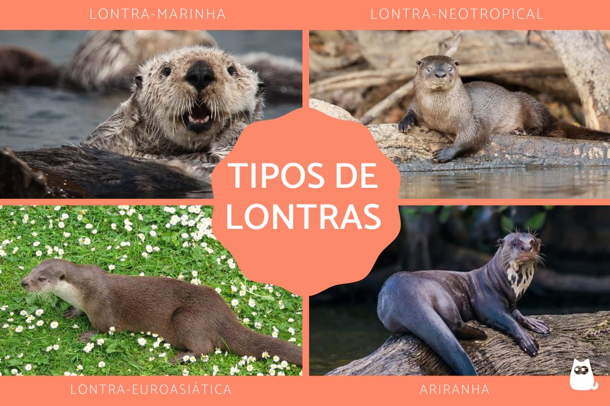 Tipos de lontras