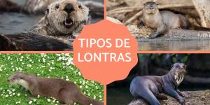 Tipos de lontras