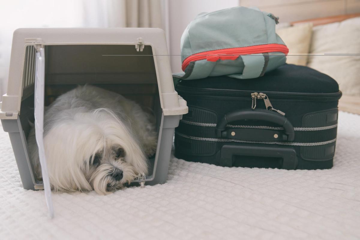 Como viajar com cachorro?