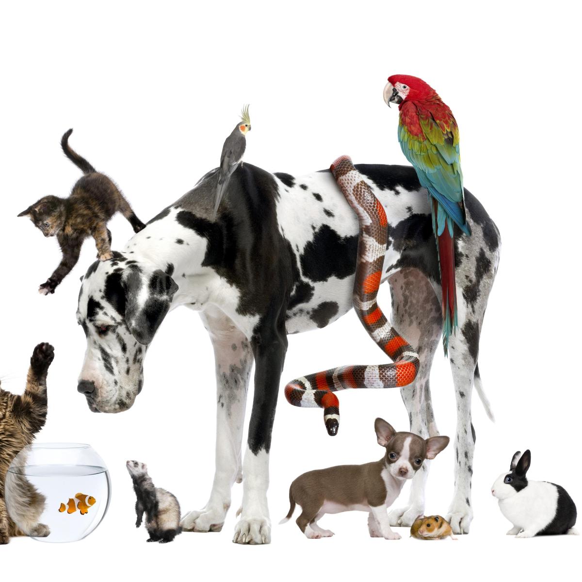 Dicas para escolher seu animal de estimação