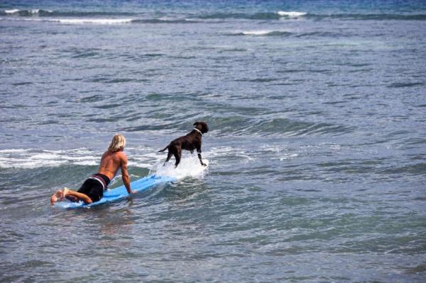 Dicas para escolher seu animal de estimação - Pense nas férias