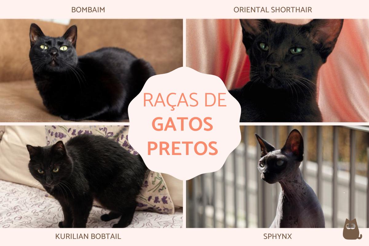 Raças de gatos pretos