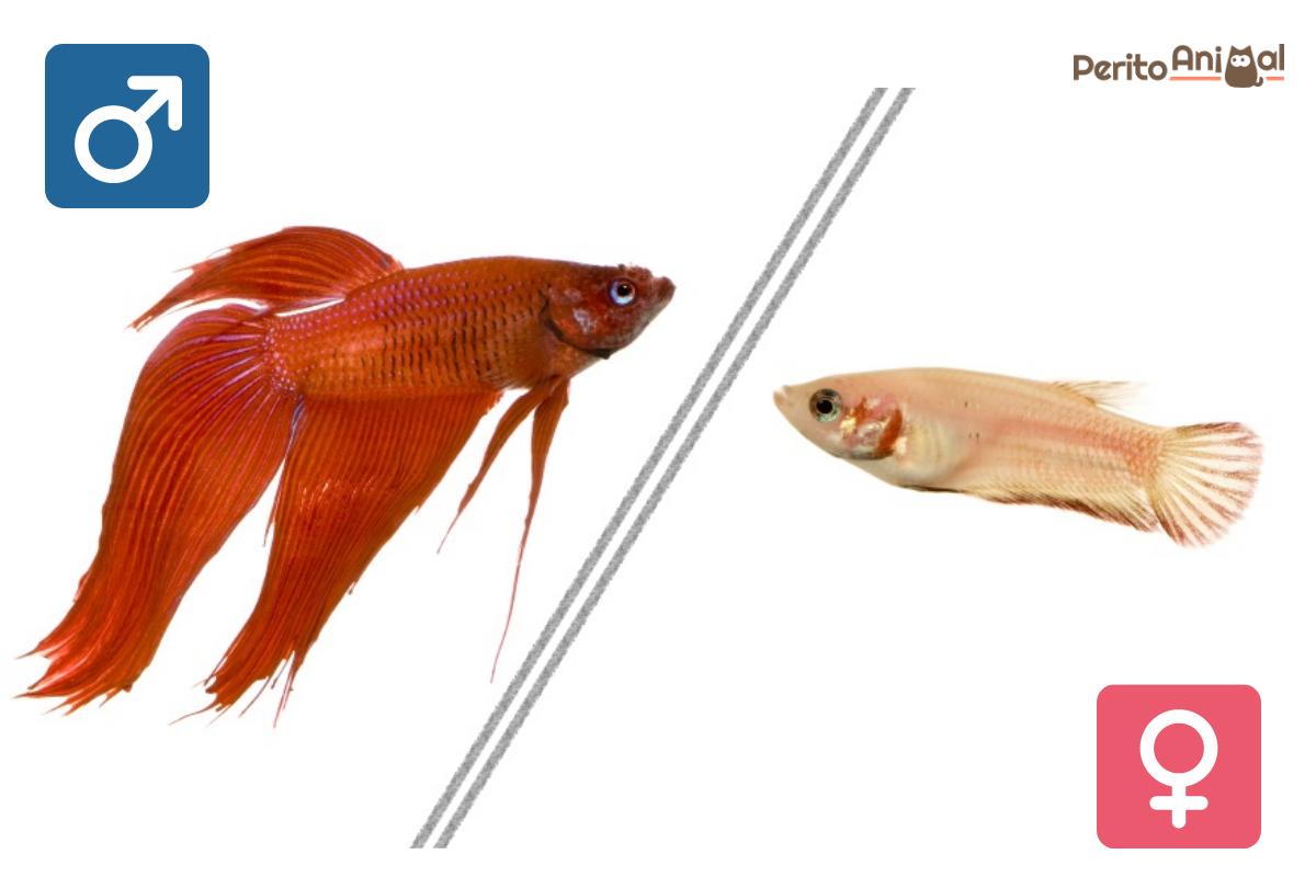 A criação dos peixes betta