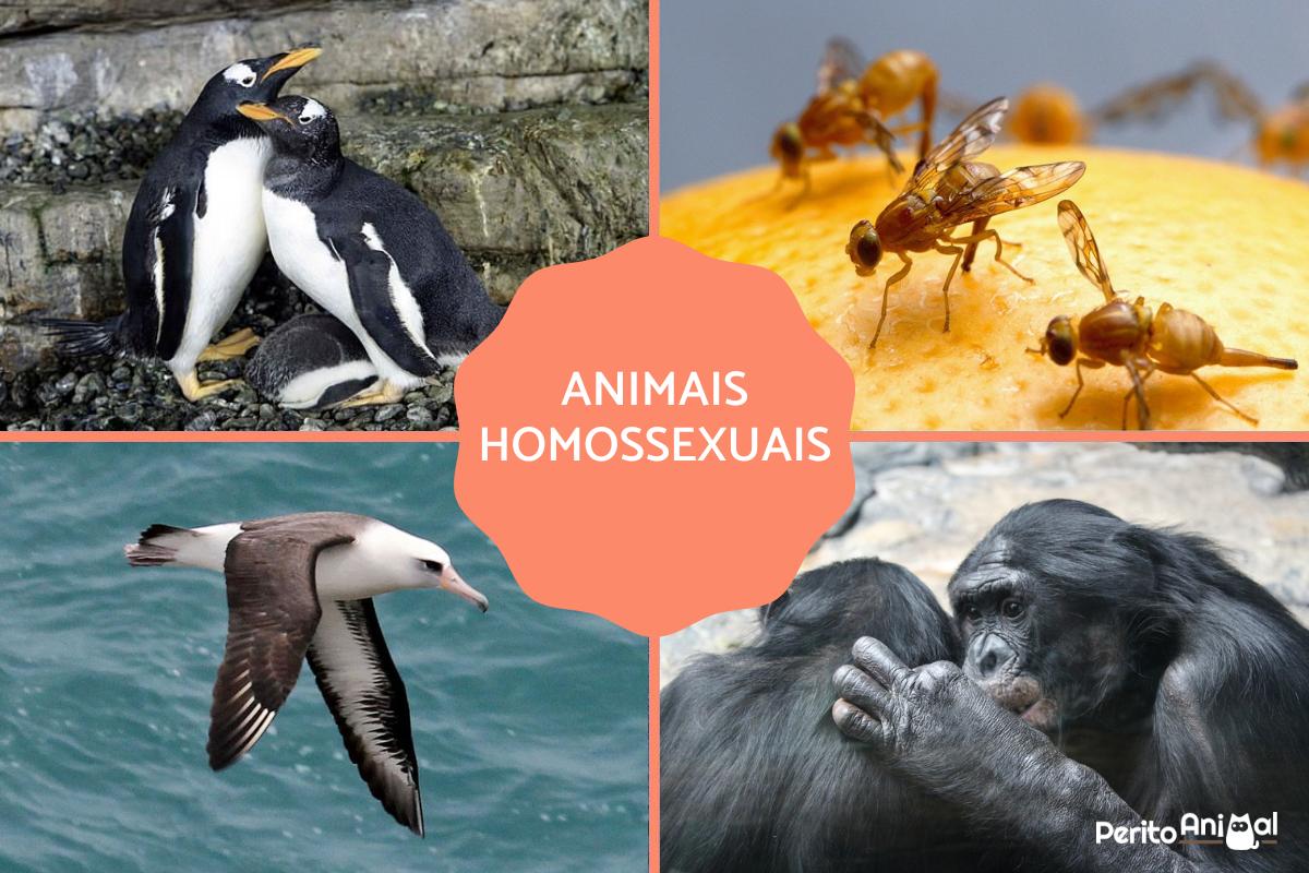 Existem animais homossexuais?